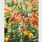 Lettuce 1000pc Puzzle - Orange Flowers